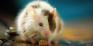 Kesihatan manusia l penyebaran penyakit berjangkit bawaan vektor. Penyakit Yang Bisa Disebabkan Oleh Tikus Dan Cara Alami Mengusir Tikus Halaman All Kompas Com