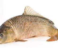 Inoltre può essere abbinata a piatti di pesce lesso o al forno: Tutto Sulla Carpa Il Pesce Dell Antica Roma