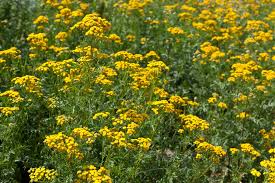 We did not find results for: Fleur Anti Moustiques Liste Ooreka