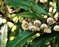 Image result