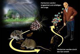 Inhaling airborne particles of urine, . Grippe Oder Doch Das Hantavirus Hausarztpraxis Im Innenhof