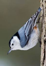 Black And White Spotted Bird Ontario White Breasted Nuthatch Nuthatch Backyard Birds Beautiful Birds