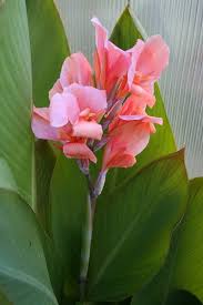 Pin On Painting Flowers