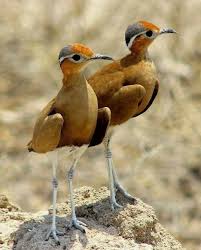 Birds Of South Africa Pictures And Names Pin On Birds