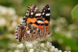 La Etimologia De La Semana Mariposa