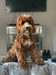 We did not find results for: Breed History Rossendale Australian Labradoodles