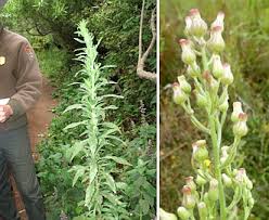 Image result for Erigeron sumatrensis