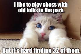 Lolcats Funny Cat Memes Cat Memes Herding Cats