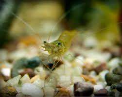 So, why would you want any in your tank? Ghost Shrimp Care The Shrimp Farm