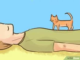 Then, grab an appropriate toy for the behavior to be directed at. 3 Ways To Stop A Kitten From Biting Wikihow
