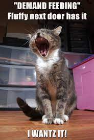 Demand Feeding Http Cheezburger Com 9035347712 Cat Meme Fluffy Funny Cute Cats Funny Cat Pictures Funny Cats