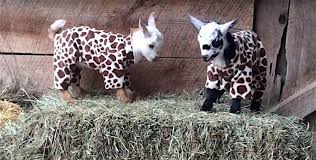 Watch Adorable Baby Goat Pajama Party Baby Goats Baby Goat Pictures Baby Goats In Sweaters