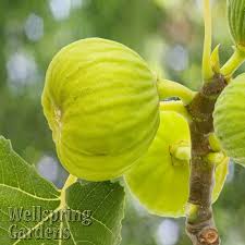 Résultat de recherche d'images pour "brunswick fig leaf and fruit"