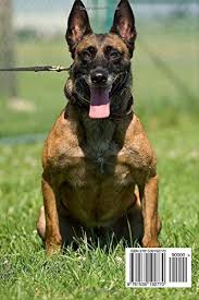 Belgian malinois for sale through lancaster puppies. Buy Belgian Malinois Dog Journal 150 Page Lined Notebook Diary Book Online At Low Prices In India Belgian Malinois Dog Journal 150 Page Lined Notebook Diary Reviews Ratings Amazon In