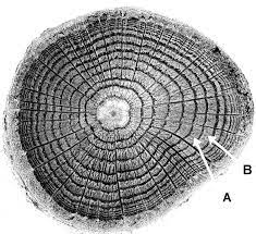 Carbon dating works only with material that was once alive. Carbon Dating Who Is Fooling Whom Creation Com