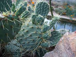 Oral laxatives may interfere with your body's absorption of some medications and nutrients. Browse And Search The Tortoise Table Plant Database