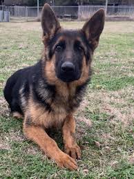 Nothing adds more joy to your life than lovable german shepherd puppies. Duncan Vom Nevadahaus Nevada Haus German Shepherd Puppies