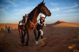Merzouga is a small village in southeastern morocco, about 35 km (22 mi) southeast of rissani, about 55 km (34 mi) from erfoud, and about 50 km (31 mi) from the algerian border. Morocco Desert Stallion Race Pushes Limits Of Endurance Arab News