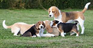 Image result for bígl