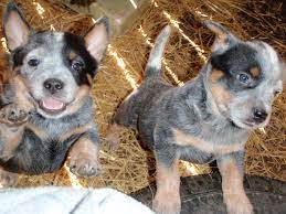 The australian cattle dog has a broad head with dark brown, oval eyes, small, pricked ears, and a scissors bite. Photos Puppy Australian Cattle Dogs Two Hay Animals 3264x2448