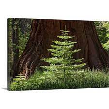 Red trees, forest wall art poster choose your size. Great Big Canvas Baby Redwood Tree In Front Of Parent Redwood Forest Yosemite California Canvas Wall Art 24x16 Walmart Com Walmart Com