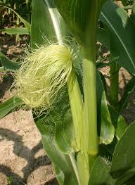 Image result for Zea mays