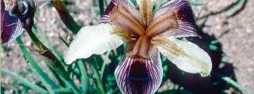 Image result for Kyllinga merxmuelleri