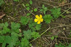Finden sie hochwertige fotos, die sie anderswo vergeblich suchen. Ranunculus Repens Kriechender Hahnenfuss