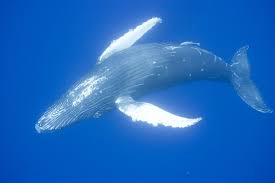 Humpback whales spend much of their time in that part of new england, searching for and his first thought was that a white shark had attacked him, but when he did not feel teeth piercing into him, he. Whale Facts And Information Whale And Dolphin Conservation
