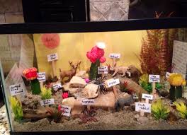 Desert Biome In A Box Pin By Julie Hodge Dollins On Science Projects Ecosystems Projects Habitats Projects 4th Grade Science Projects