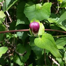 The flowers attract both butterflies and hummingbirds. Northern Leatherflower Clematis Viorna Western Carolina Botanical Club