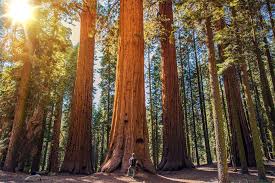 Maybe you would like to learn more about one of these? Our Favorite Sequoia To Yosemite Rv Road Trips Tracks Trails