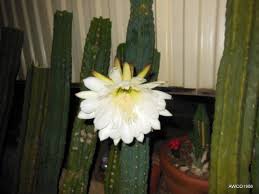 Over thousands of years of. Thirteen Pounds 13 Lbs Of San Pedro Cactus Cuttings Misc Pieces From 3 To 12 Long And Of Various Diameters Trichocereus Echinopsis Pachanoi Buy Online In Cayman Islands At Cayman Desertcart Com Productid