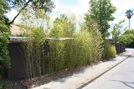 Because of it's rapid growth and find and measure the right location to plant your bamboo fence. Transplanted Bamboo Privacy Hedge Marin Homestead