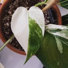 When i first saw that monstera albo i knew i had to have that plant. Monstera Borsigiana Albo Variegata Baby Monstera