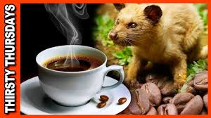 World S Most Expensive Coffee Kopi Luwak Review Youtube
