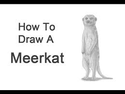 How To Draw A Meerkat Youtube How to draw a meerkat. how to draw a meerkat
