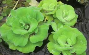 Our grower has been overwhelmed with orders and many of our pond plants are out of stock. 10 Exotic Pond Plants