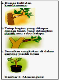 Tumbuhan pun dapat berkembang biak. Materi Yuiastriani