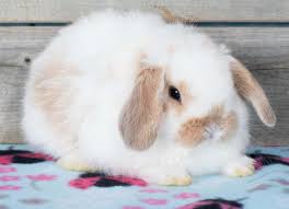 Image result for bunny