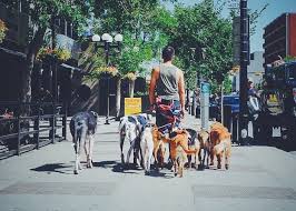 We did not find results for: Learn Some New Tricks At Paws Dog Daycare Discover Calgary S 17th Ave Sw