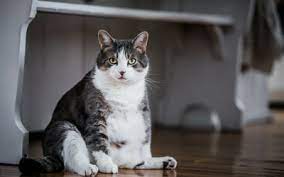 Oct 23, 2020 · overweight domestic cats. Creating A Weight Reduction Plan For Cats Vca Animal Hospital