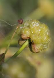 Image result for Limnophyton obtusifolium