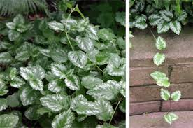 Image result for Lamium galeobdolon