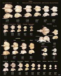 What do you do with a broody chicken? Birds Have Primate Like Numbers Of Neurons In The Forebrain Pnas