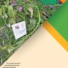 Image result for Crotalaria longithyrsa