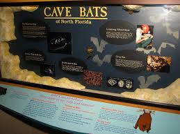 Image result for images of florida caverns state park