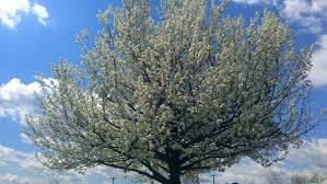 Birch, gray oak, oregon white. 5 Types Of Trees To Avoid Angi Angie S List