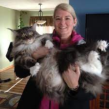 pin auf katzen