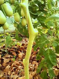 De regula, in astfel de adaposturi de tip solar se aplica tehnologia de cultivare in ciclu prelungit (primavara toamna) sau ciclu scurt (primavara vara). Pin On Cultivarea Rosiilor